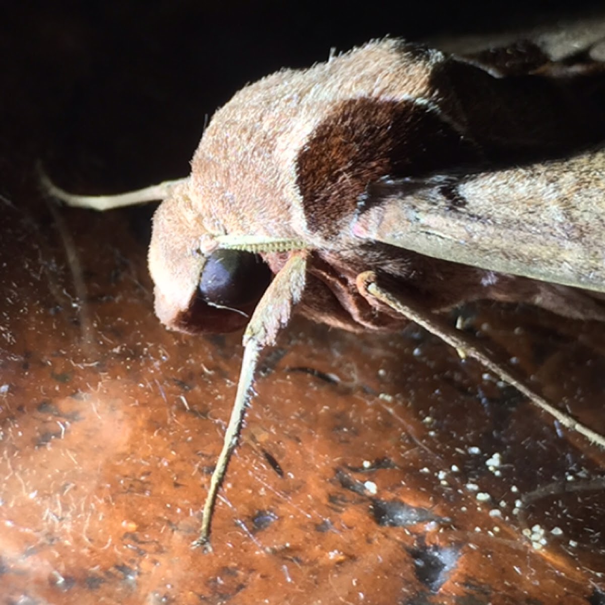 Achemon Sphinx Moth