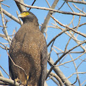 Crested Serpent Eagle