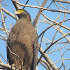 Crested Serpent Eagle