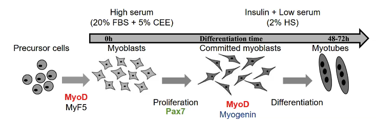 Myoblast imaging