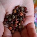 Banded Bullet Wasp Gall