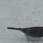 dark eyed junco