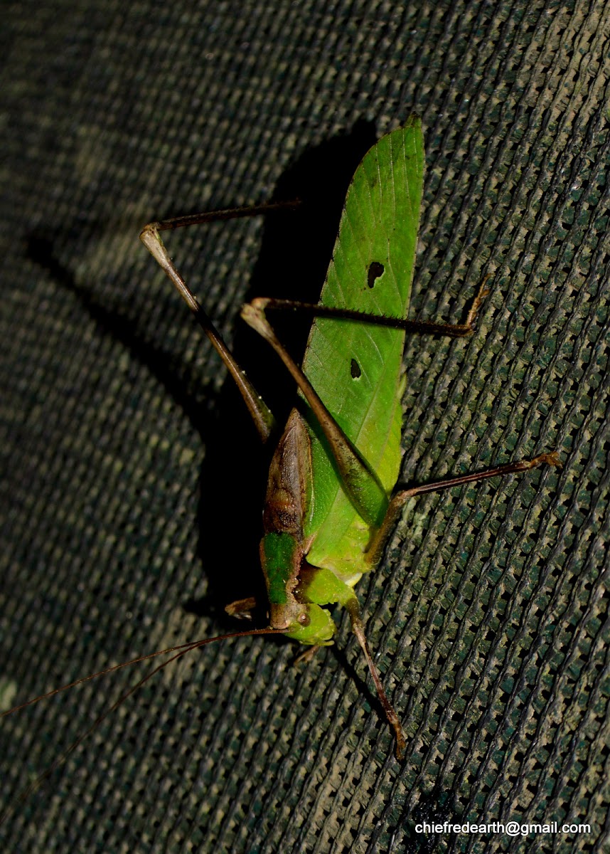 katydid