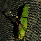 katydid