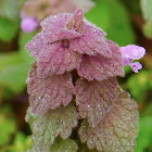 Purple Deadnettle