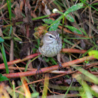 Palm Warbler