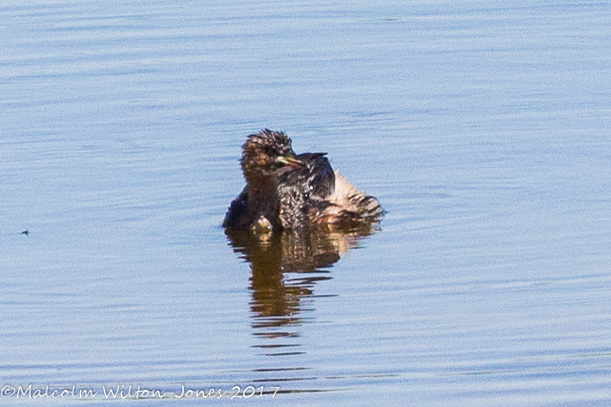 Little Grebe; Zampullín Chico