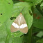 Brown Nyctemera Moth