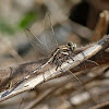 Green Marsh Hawk