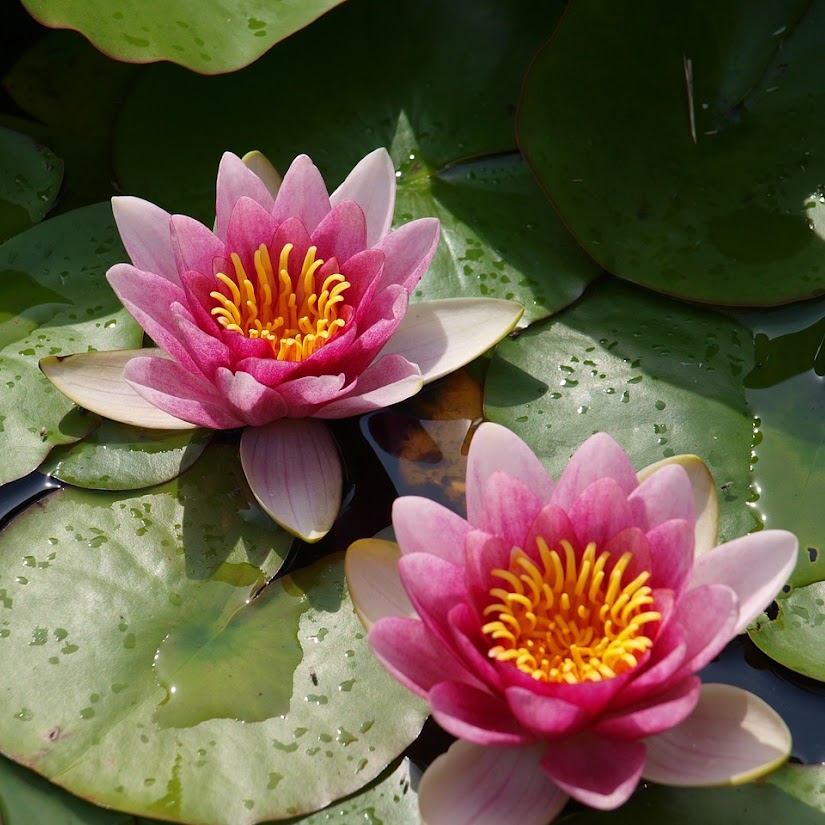 Plantas acuáticas, perfectas para interior y exterior