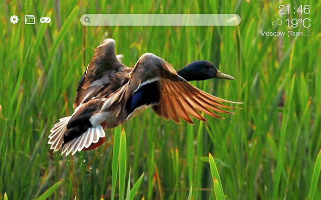 Ducks HD new free tab theme