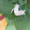 Tussock Moth