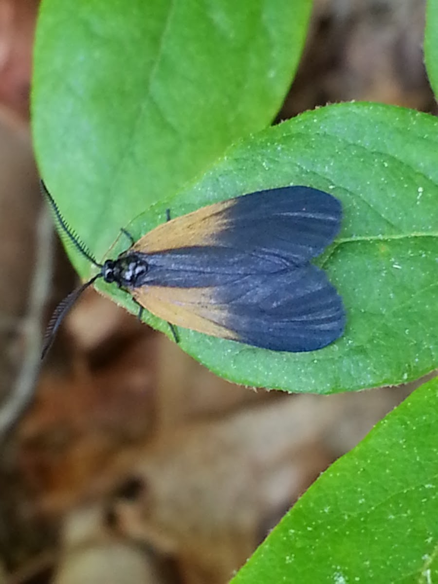 Orange-patched Smoky Moth