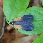 Orange-patched Smoky Moth