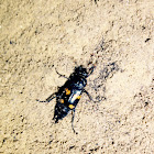 Burying beetle