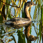 Pied-billed Grebe