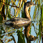 Pied-billed Grebe