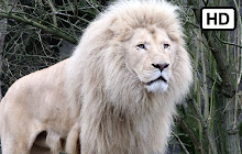 White Lion HD Wallpapers New Tab Theme small promo image