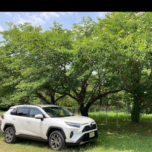 RAV4 AXAH54