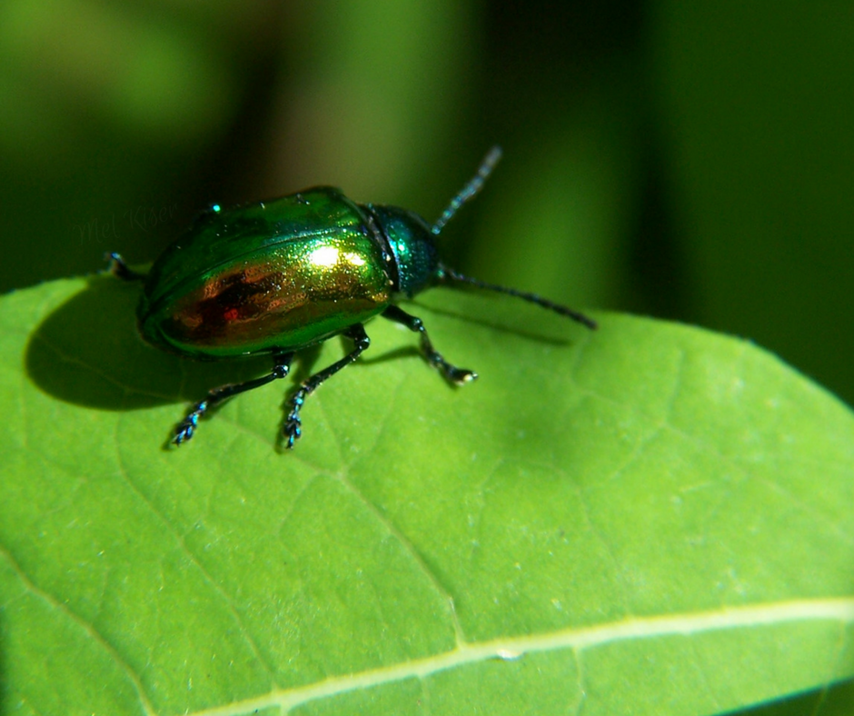 Dogbane Beetle