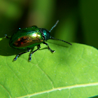 Dogbane Beetle