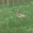 Eastern cottontail rabbit