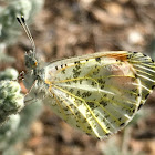 Sara Orangetip