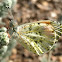 Sara Orangetip