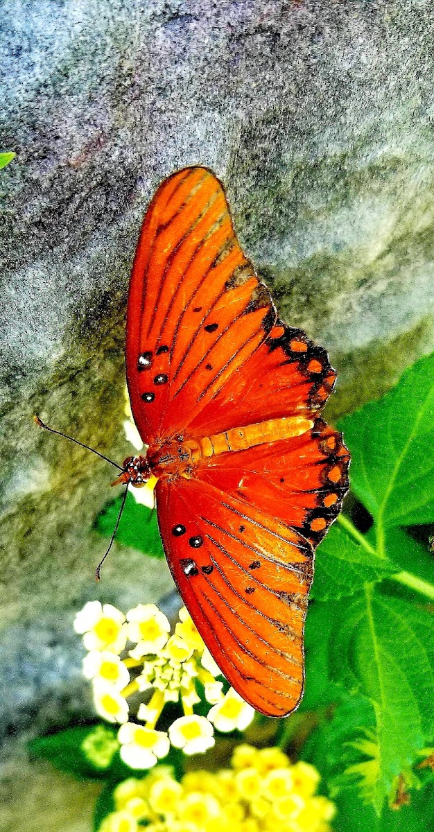 Gulf fritillary