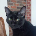 texascat avatar