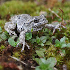 Grey Tree Frog