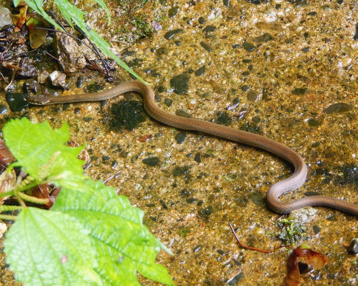 Japanese Keelback