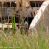 Little Owl; Mochuelo Común