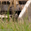 Little Owl; Mochuelo Común