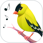 Cover Image of Descargar Cantos de pájaros, sonidos y tonos de llamada 6.0.8 APK