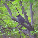 Grey catbird