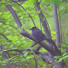 Grey catbird