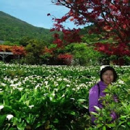 苗榜海芋園