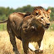 Download Wild Lion Attack 3D For PC Windows and Mac 1.0