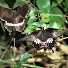 Common Mormon (Male & Female)