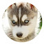 Siberian Husky HD Wallpapers Pets Hot Topics