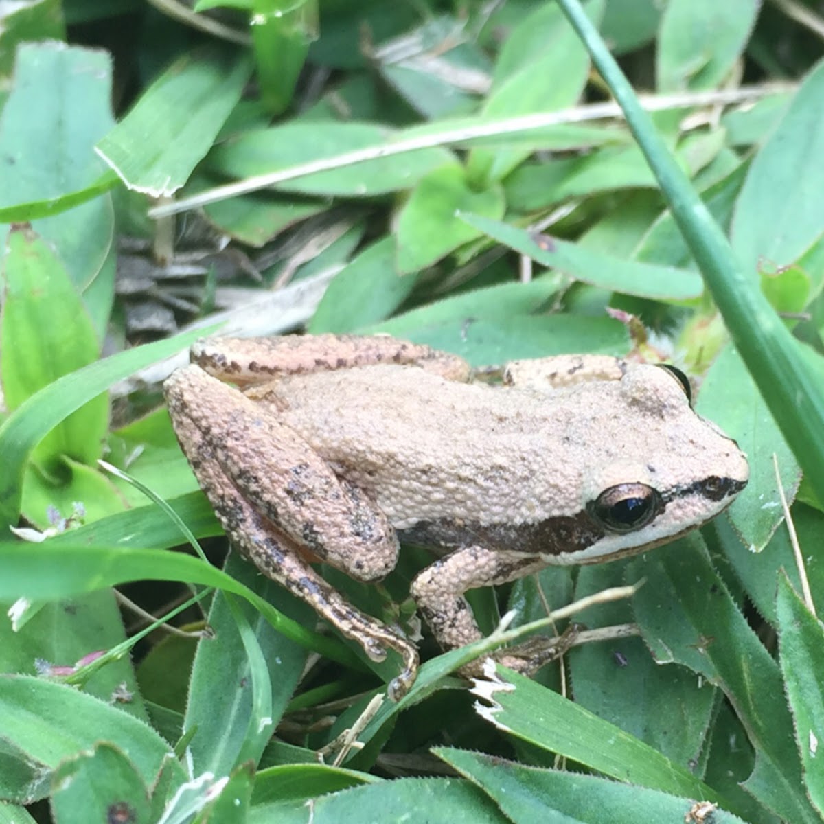 Upland chorus frog