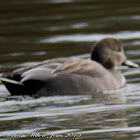 Gadwall