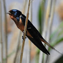 Barn swallow