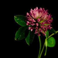 Trifolium Pratense di 