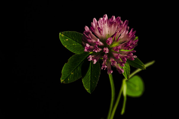 Trifolium Pratense di francescoleonardis_photo