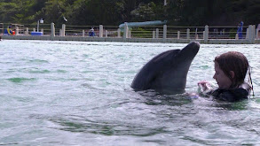 Magical Dolphins thumbnail