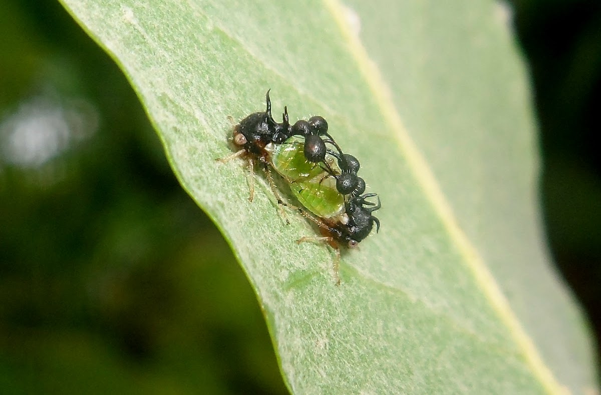 Treehopper