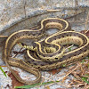 Eastern Garter Snake