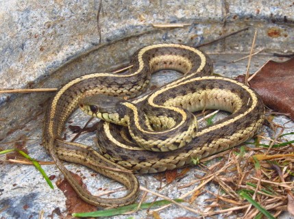 Eastern Garter Snake